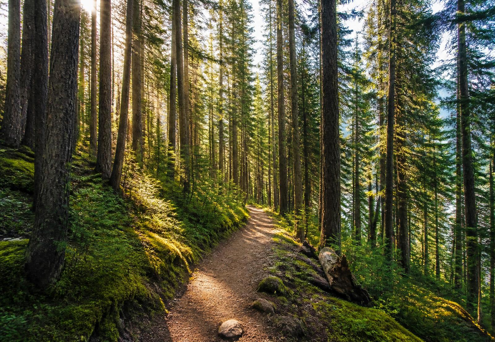 Sunlit dirt trail through tall evergreen pines